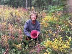 Cranberry picking