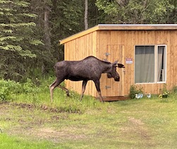 Moose at Chicken Coop