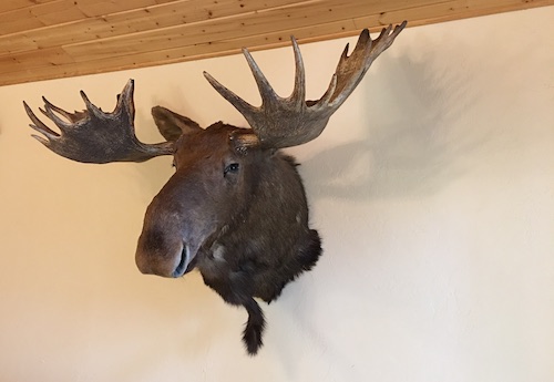 Moose