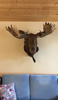 Moose